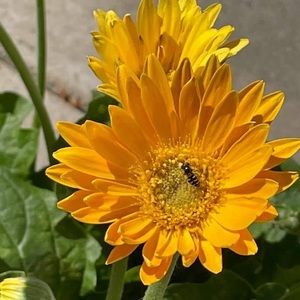 Meet your Posher, Marsha